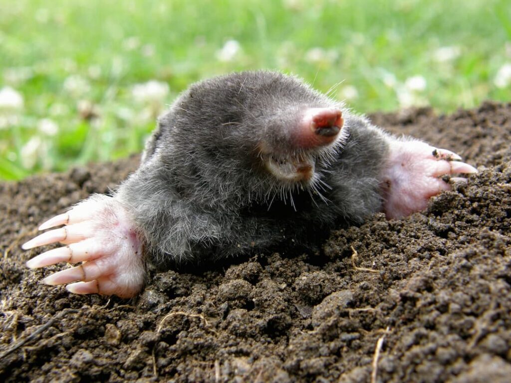 Summer Mole Control