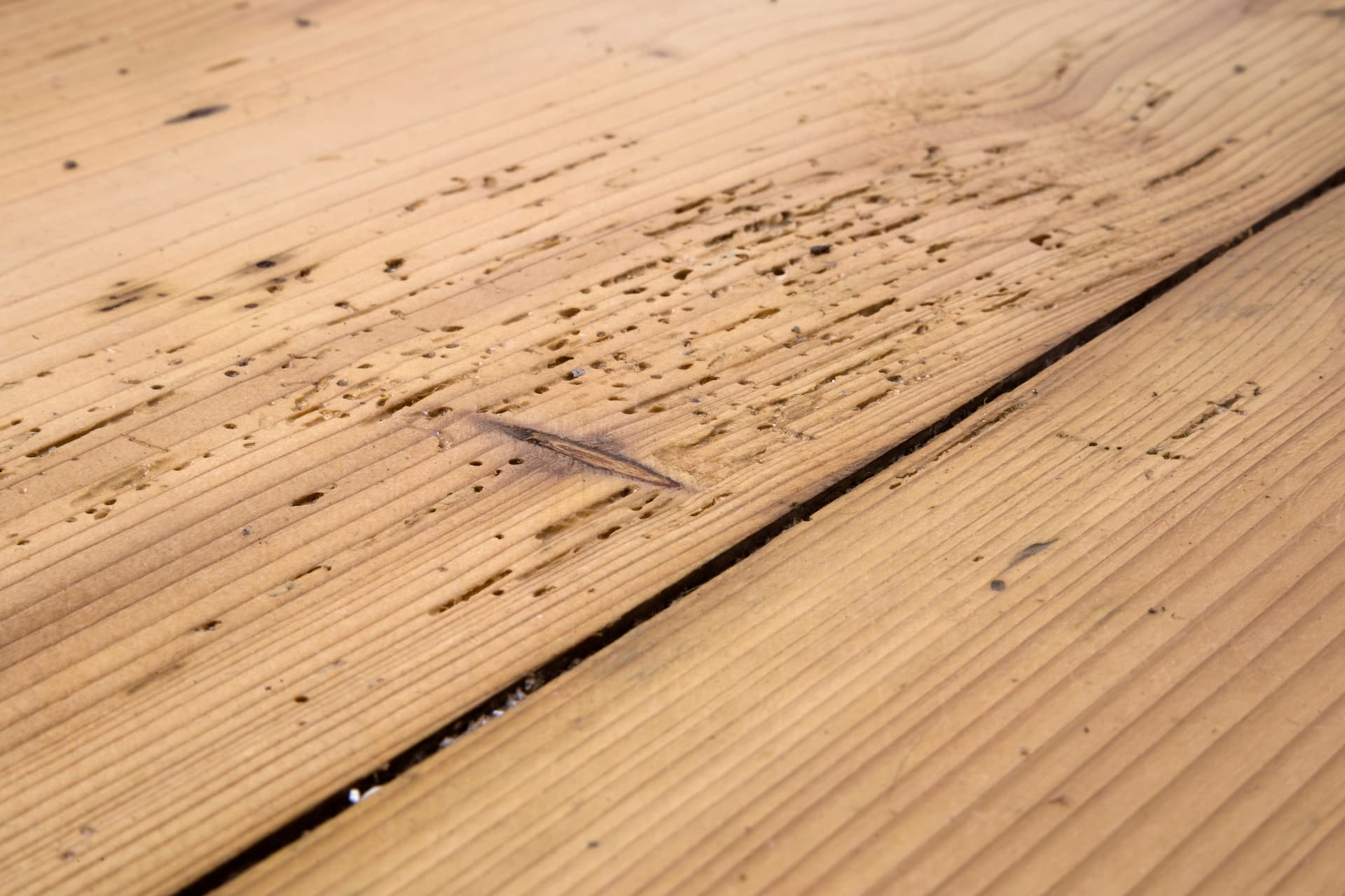 the early signs of woodworm