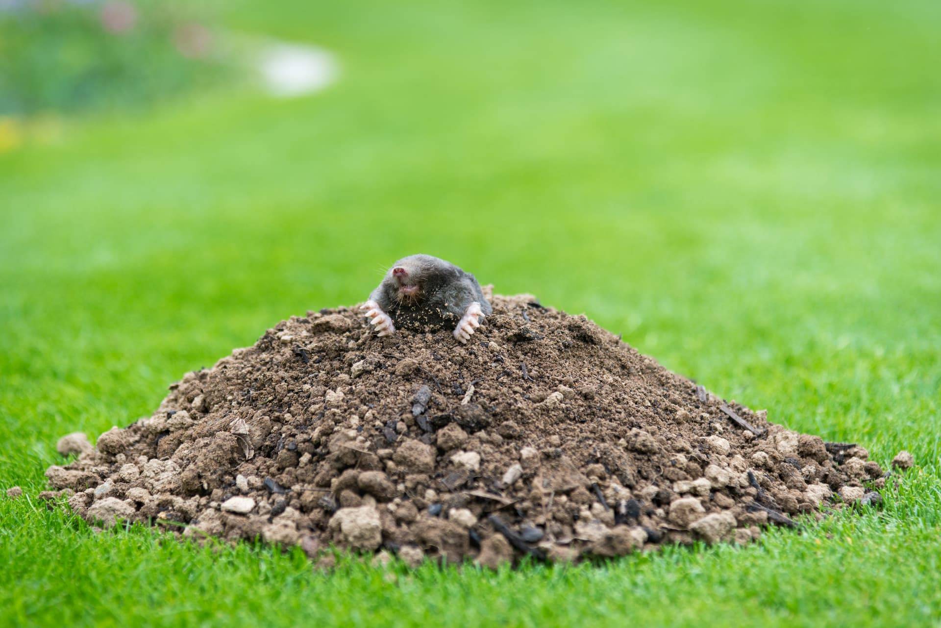 mole management in your garden